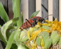 Punaise ecuyere - Lygaeus equestris(gendarme)(ph. Mrugala F., Lyon)(1)